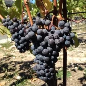 Lots of stories to come from wine country