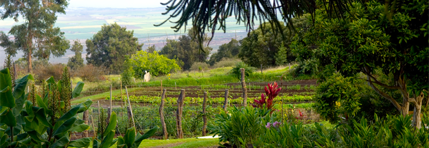 O'o Farm